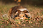 Sheltie