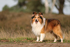 Sheltie