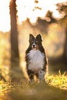 Sheltie Rde