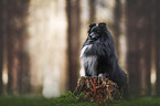 Sheltie