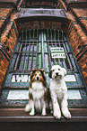 Hunde