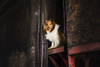 Sheltie am Zug