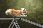 Sheltie