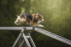 Sheltie