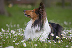Sheltie