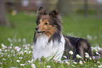 Sheltie