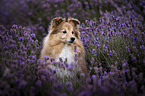 Sheltie Hndin