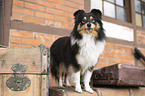 Sheltie Hndin