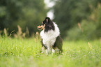 Sheltie Hndin