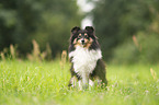 Sheltie Hndin