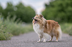 Sheltie Hndin