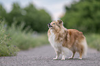 Sheltie Hndin