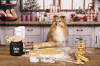 Sheltie