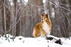 Sheltie