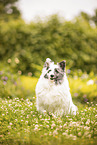 Sheltie