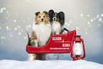 Sheltie und Papillon