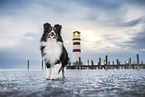 Sheltie am Meer