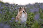 Sheltie H�ndin