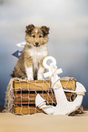 Sheltie Welpe