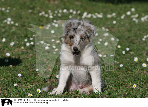 sitzender Shetland Sheepdog / PM-02259