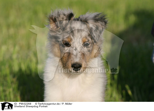Shetland Sheepdog Portrait / PM-02268