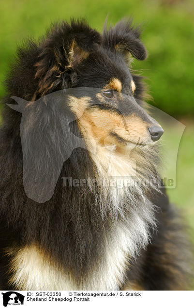 Shetland Sheepdog Portrait / Shetland Sheepdog Portrait / SST-03350
