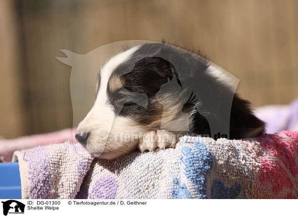 Sheltie Welpe / Shetland Sheepdog puppy / DG-01300