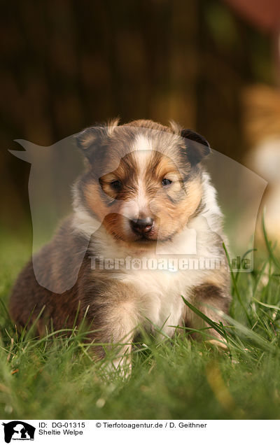 Sheltie Welpe / Shetland Sheepdog puppy / DG-01315