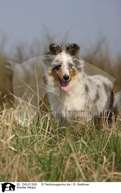 Sheltie Welpe / Shetland Sheepdog puppy / DG-01328