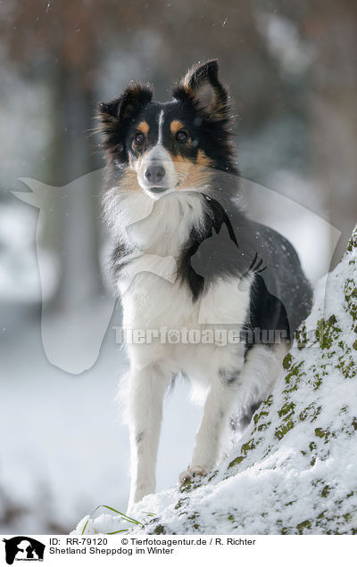 Shetland Sheppdog im Winter / RR-79120
