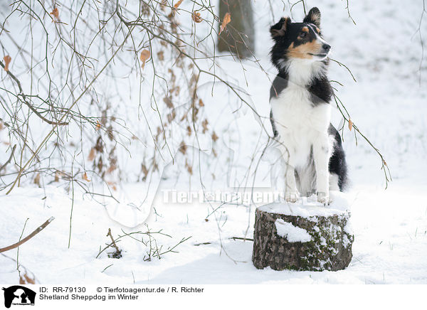 Shetland Sheppdog im Winter / Shetland Sheppdog in winter / RR-79130
