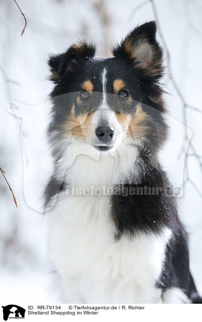 Shetland Sheppdog im Winter / RR-79134