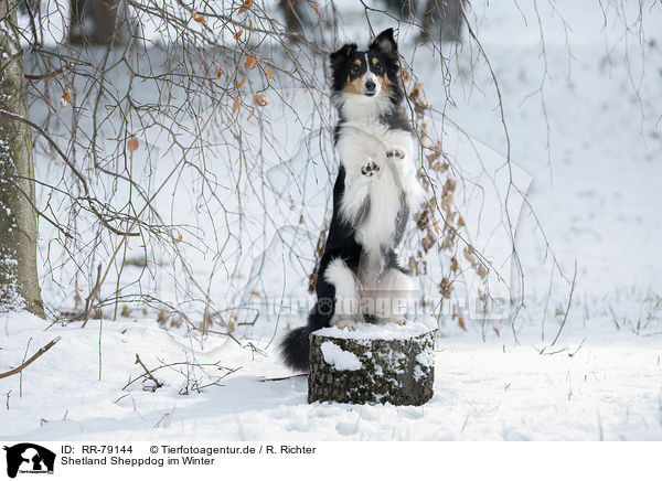 Shetland Sheppdog im Winter / Shetland Sheppdog in winter / RR-79144