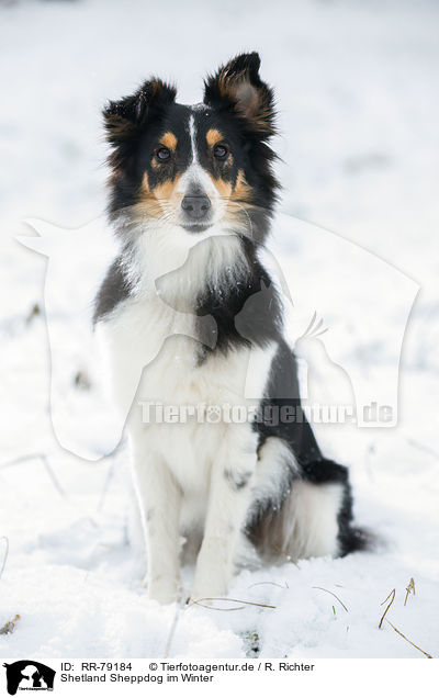 Shetland Sheppdog im Winter / RR-79184