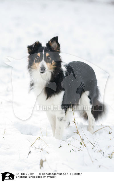 Shetland Sheppdog im Winter / RR-79194