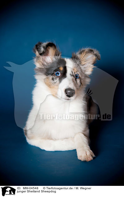 junger Shetland Sheepdog / MW-04548