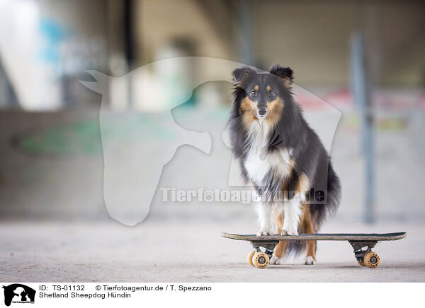 Shetland Sheepdog Hndin / female Shetland Sheepdog / TS-01132