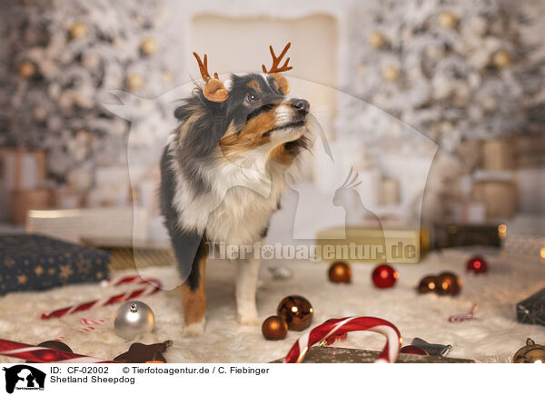 Shetland Sheepdog / Shetland Sheepdog / CF-02002
