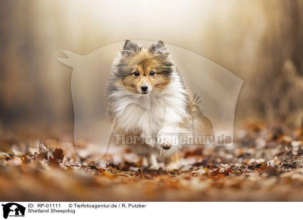 Shetland Sheepdog / Shetland Sheepdog / RP-01111