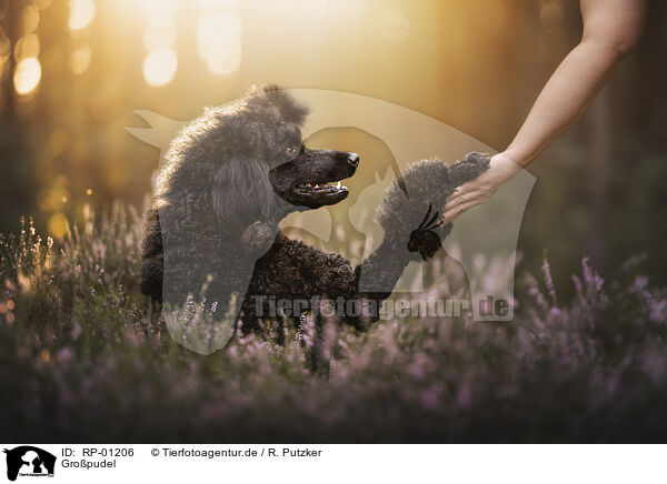 Gro�pudel / giant poodle / RP-01206