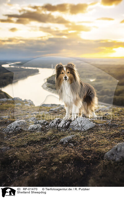 Shetland Sheepdog / RP-01470
