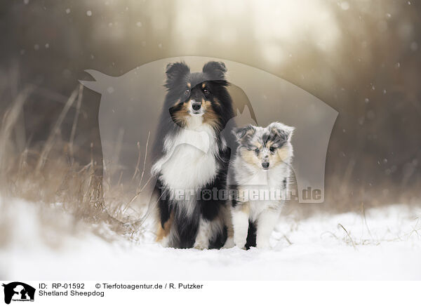 Shetland Sheepdog / Shetland Sheepdog / RP-01592