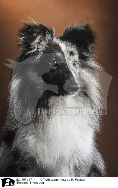 Shetland Sheepdog / Shetland Sheepdog / RP-01711