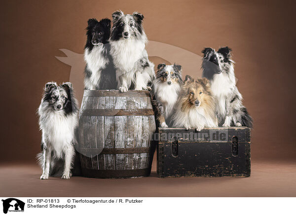 Shetland Sheepdogs / Shetland Sheepdogs / RP-01813