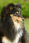 Shetland Sheepdog Portrait