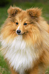 Shetland Sheepdog Portrait