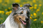 Shetland Sheepdog Portrait