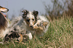 Sheltie Welpen