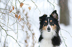 Shetland Sheppdog im Winter