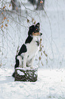 Shetland Sheppdog im Winter